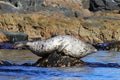 Spotted seal largha seal, Phoca largha laying on the sea stone near the blue water on rock background closeup . Wild seal in nat