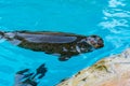 Spotted seal, Phoca largha, swimming on blue pool Royalty Free Stock Photo