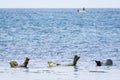 Spotted Seals and Fishing Boat, Rebun Island, Japan