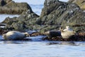 Spotted seals largha seal, Phoca largha laying on coastal rocks. Seal sanctuary. Calm blue sea, wild marine mammals in natural h