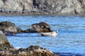 Spotted seals largha seal, Phoca largha laying on coastal rocks. Wild spotted seal sanctuary. Calm blue sea, wild marine mammals