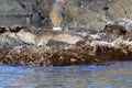 Spotted seals largha seal, Phoca largha sleeping on the sea rock near the blue water. Wild seals sleeping in natural habitat.