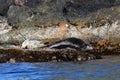 Spotted seals Phoca largha in natural habitat. Group of seals on the rocky coast. Wild animals on the rock island in sea. Royalty Free Stock Photo