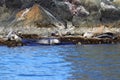 Spotted seals Phoca largha in natural habitat. Group of seals on the rocky coast. Wild animals on the rock island in sea. Royalty Free Stock Photo