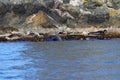 Spotted seals Phoca largha in natural habitat. Group of seals on the rocky coast. Wild animals on the rock island in sea. Royalty Free Stock Photo