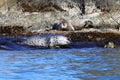 Spotted seals Phoca largha in natural habitat. Group of seals on the rocky coast. Wild animals on the rock island in sea. Royalty Free Stock Photo