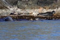 Spotted seals Phoca largha in natural habitat. Group of seals on the rocky coast. Wild animals on the rock island in sea. Royalty Free Stock Photo