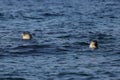 Spotted seals Phoca largha swimming on sea surface in natural habitat. Couple of seals looking from water, head and cute faces wit