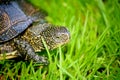 Spotted, semi-aquatic turtle crawling on green grass Royalty Free Stock Photo