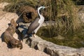 Spotted shag basking at pond Royalty Free Stock Photo