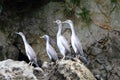 Spotted shag colony