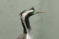 Spotted Shag / Cormorant head Royalty Free Stock Photo