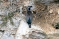 A Spotted shag in New Zealand