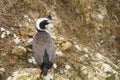 Spotted Shag Portrait