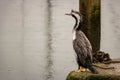 Spotted Shag Sits On Wharf Looking Over The Ocean Royalty Free Stock Photo