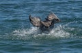 Spotted shag splashing in sea off Picton, New Zealand