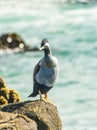 Spotted shag standing on the Rock by the sea in the New Zealand