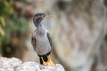 Spotted shag at Taiaroa Head, Otago Peninsula, New Zealand