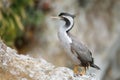 Spotted shag at Taiaroa Head, Otago Peninsula, New Zealand