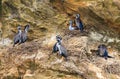 Spotted shags, a New Zealand native bird, nesting on a cliff