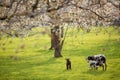 sheep and lamb in blooming cherry orchard in spring near utrecht in the netherlands Royalty Free Stock Photo