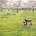 sheep and lamb in blooming cherry orchard in spring near utrecht in the netherlands Royalty Free Stock Photo