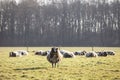 Spotted sheep in meadow with trees in the background Royalty Free Stock Photo