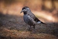 Spotted Siberian Nutcracker  Nucifraga Caryocatactes , Shot With Beautiful Bokeh. Bird Of The Corvidae Family. Royalty Free Stock Photo