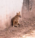 Spotted sitting Hyena Hyaenidae Scavenger in chhatbir zoo, India Royalty Free Stock Photo