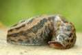 Spotted slug Royalty Free Stock Photo