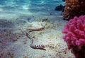 Spotted snake eel Royalty Free Stock Photo
