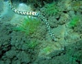 Spotted snake eel Royalty Free Stock Photo