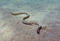 Spotted snake eel Royalty Free Stock Photo
