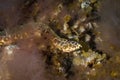 Spotted Snake Eel Royalty Free Stock Photo