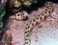 A Spotted Snake Eel Ophichthus ophis in the Red Sea Royalty Free Stock Photo