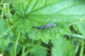 Spotted Snake-fly on leaf in forest