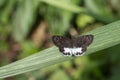 Spotted Snow Flat Butterfly at Garo Hills,Meghalaya,India