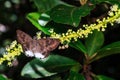 The Spotted Snow Flat butterfly