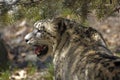 Spotted Snow Leopard Watching Royalty Free Stock Photo