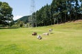 Spotted and solid colored donkeys resting on green pastures Royalty Free Stock Photo