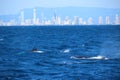 Whale Watching on the Gold Coast Royalty Free Stock Photo