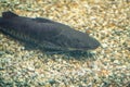 Spotted Sorubim Catfish - Freshwater Fish