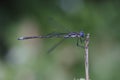 Spotted Spreadwing Damselfly Royalty Free Stock Photo