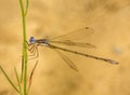 Spotted Spreadwing Damselfly Royalty Free Stock Photo