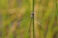 Spotted Spreadwing  704227 Royalty Free Stock Photo