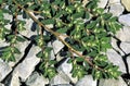 Spotted Spurge 46363