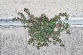 Spotted Spurge (Euphorbia maculata) growing through a crack in the sidewalk.