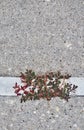 Spotted Spurge (Euphorbia maculata) growing through a crack in the sidewalk.