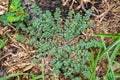 Spotted spurge Euphorbia maculata - Homosassa, Florida, USA