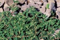 Spotted Spurge 46359